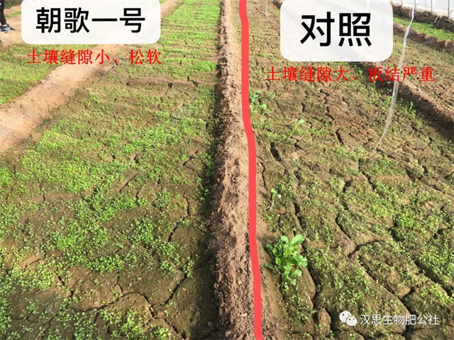 意外驚喜，《朝歌一號(hào)》不光解決西紅柿陰陽(yáng)臉，還能能讓土壤踩上去軟軟的！